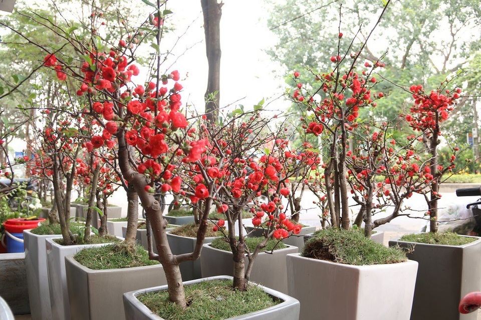 Mai đỏ Trung Quốc giá bạc triệu ồ ạt đổ bộ "thủ phủ" đào Việt - 3 Theo quan sát, mai đỏ có chiều cao từ 30-80cm, thân cây được uốn thế tạo kiểu. Bên dưới mỗi chậu hoa, các chủ vườn trải thêm lớp cỏ xanh để trang trí làm nổi bật sắc đỏ của hoa.