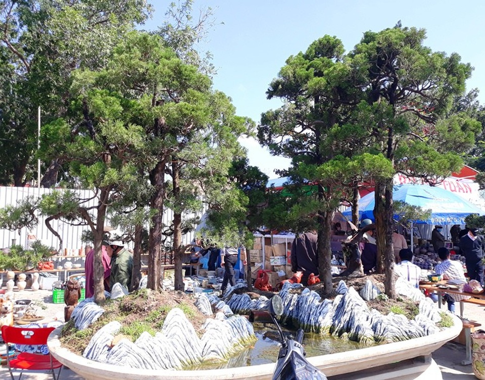Đại gia “săn” mai bonsai cổ thụ hàng trăm triệu đồng về chơi Tết - 2 Chợ hoa xuân tại Bình Định cũng góp mặt nhiều loại cây cảnh mới lạ có giá trị hàng trăm triệu đồng.