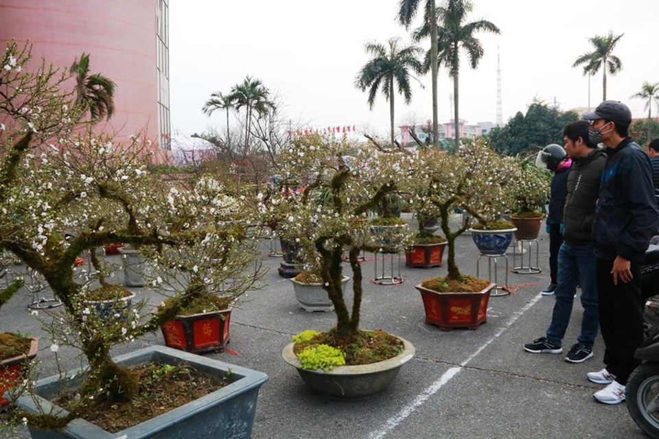 Nhất chi mai Sa Pa giá khủng “đổ bộ” cố đô Hoa Lư đón Tết - 12
Người dân kéo nhau đến xem vườn nhất chi mai tại hội chợ hoa xuân Ninh Bình năm 2018.