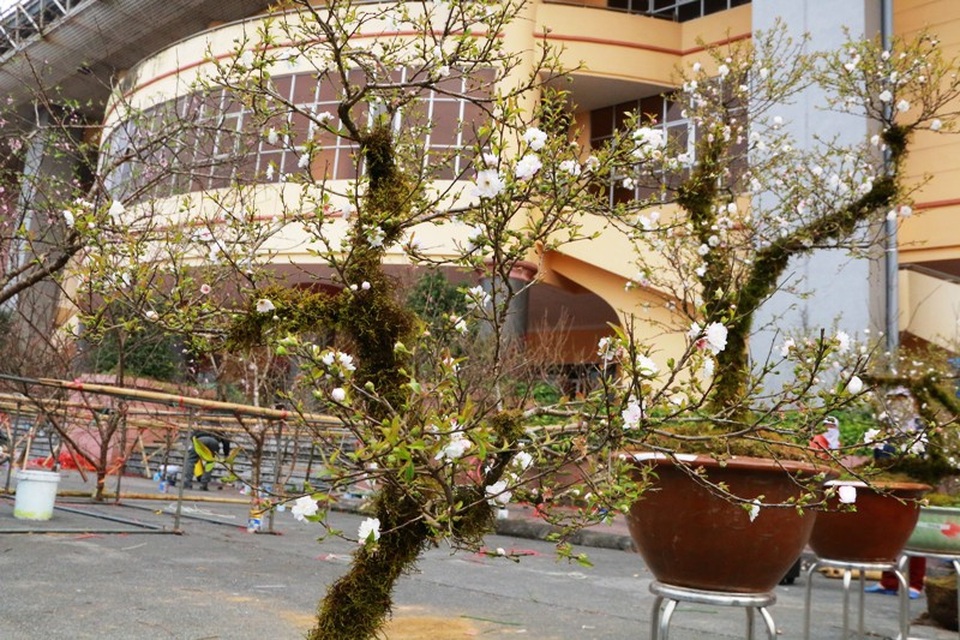 Nhất chi mai Sa Pa giá khủng “đổ bộ” cố đô Hoa Lư đón Tết - 9
Những cây mai trắng được rao bán đều được nhà vườn giải thích thế cây để người mua hiểu hơn, lựa chọn sao cho hợp với không gian, phong thủy của gia đình.