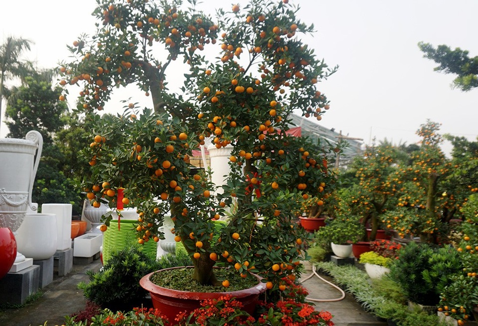 Quất cảnh 40 triệu đồng một cây bán Tết ở Sài Gòn - 1 Những ngày cận Tết, thị trường cây cảnh ở Sài Gòn trở nên sôi động với các loại cây cảnh quý và độc lạ.