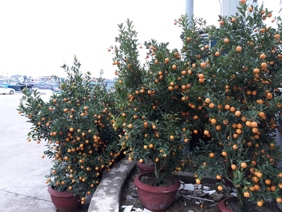 Người dân Lý Sơn chưa thể về nhà đón Tết vì biển động - 4 Hoa Tết đợi tàu ra đảo Lý Sơn