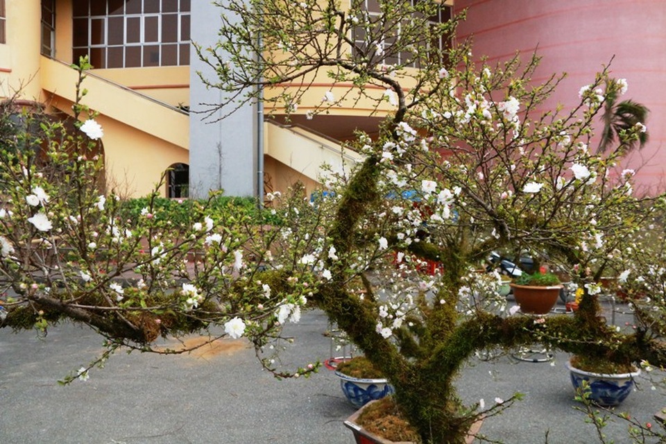 Nhất chi mai Sa Pa giá khủng “đổ bộ” cố đô Hoa Lư đón Tết - 4
Chủ vườn bán hoa lý giải, giá mai trắng đắt vì đây là loại cây hiếm và rất khó trồng, không phải nơi nào cũng trồng và chăm sóc được. Loài hoa này chỉ khoe sắc một lần trong năm, màu hoa trắng tinh khiết, thân cây mộc mạc rêu phong rất hút người chơi. Mai trắng có thể trưng trong nhà dịp Tết và tỏa ngát hương rất thơm.