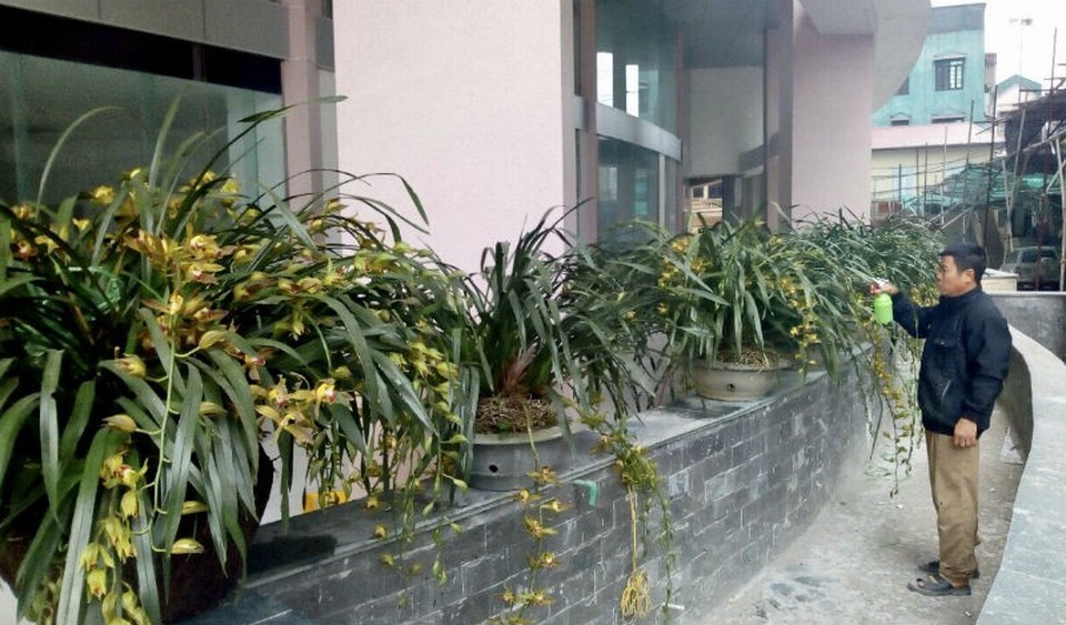Chậu lan xanh ngọc huyền thoại: Cho thuê để ngắm 100 triệu đồng/tháng - 12
Thời điểm hiện tại, ở Hà Nội lan Trần Mộng đã xuất hiện trên một số tuyến phố