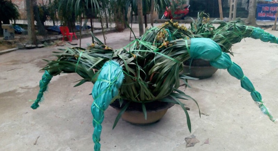 Chậu lan xanh ngọc huyền thoại: Cho thuê để ngắm 100 triệu đồng/tháng - 13 Chậu lan xanh ngọc huyền thoại: Cho thuê để ngắm 100 triệu đồng/tháng - 13