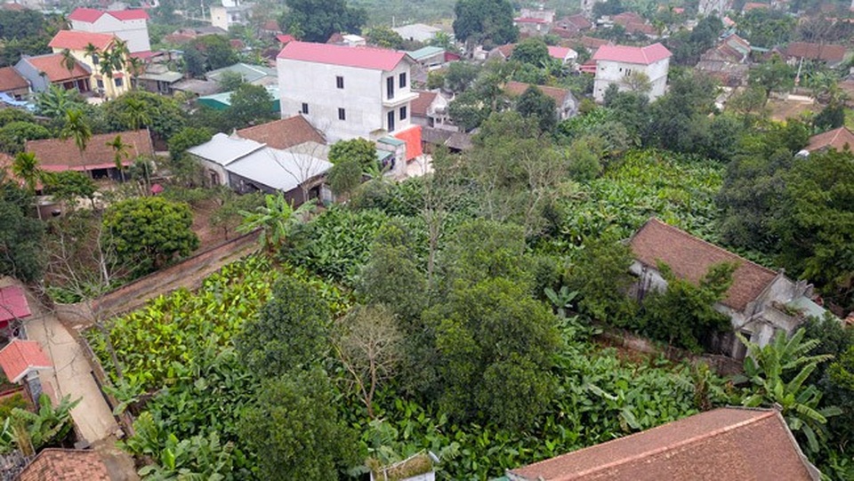 Về thủ phủ lá dong lớn nhất Hà Nội xem người dân "hái tiền" cận Tết - 1 Về thủ phủ lá dong lớn nhất Hà Nội xem người dân "hái tiền" cận Tết - 1