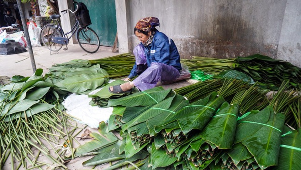 Về thủ phủ lá dong lớn nhất Hà Nội xem người dân "hái tiền" cận Tết - 9 Về thủ phủ lá dong lớn nhất Hà Nội xem người dân "hái tiền" cận Tết - 9