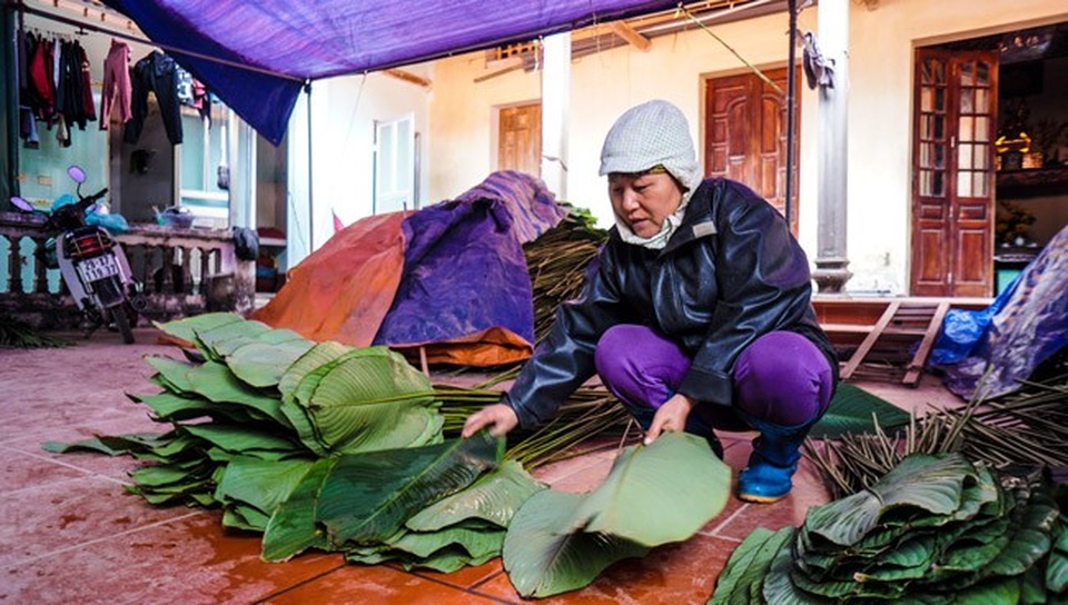 Về thủ phủ lá dong lớn nhất Hà Nội xem người dân "hái tiền" cận Tết - 10 Về thủ phủ lá dong lớn nhất Hà Nội xem người dân "hái tiền" cận Tết - 10