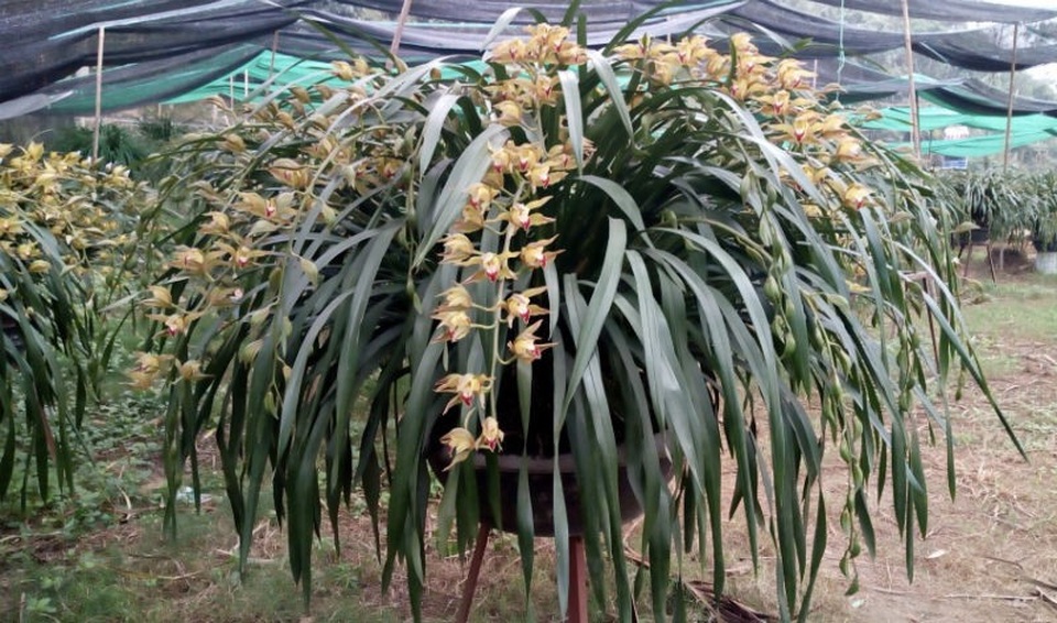 Chậu lan xanh ngọc huyền thoại: Cho thuê để ngắm 100 triệu đồng/tháng - 4
Hiện lan Trần Mộng bắt đầu đang bung nở để khoe sắc vào dịp Tết