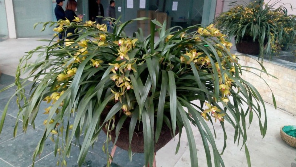 Chậu lan xanh ngọc huyền thoại: Cho thuê để ngắm 100 triệu đồng/tháng - 9
Vì giá khá đắt đỏ nên một chậu lan Trần Mộng thường từ 5-20 triệu đồng tuỳ vào số lượng cành hoa ít hay nhiều