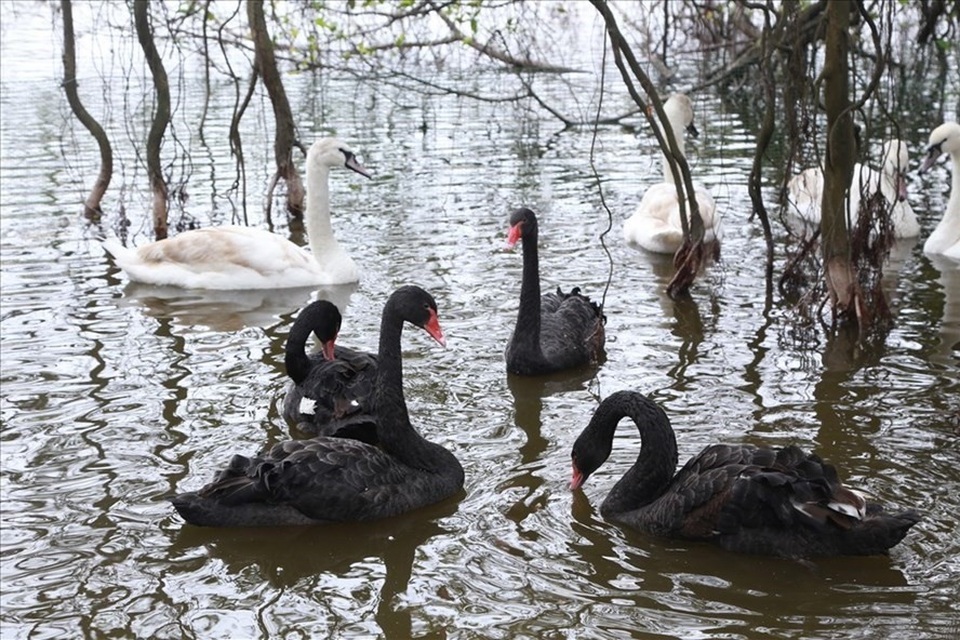 
Được biết việc thả thiên nga do Công ty thoát nước Hà Nội thực hiện. Ảnh: TV
