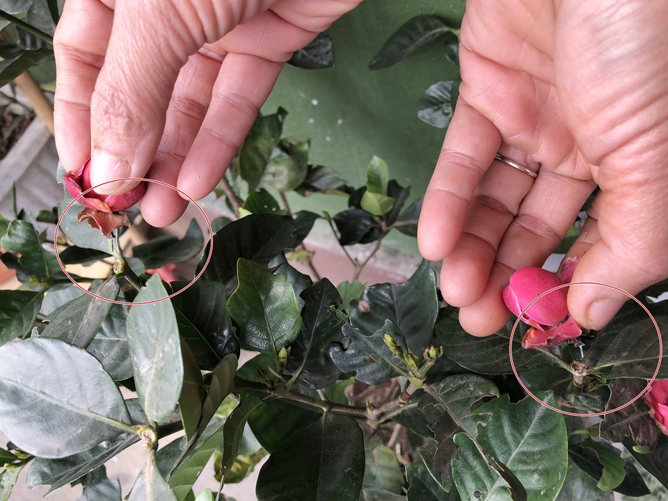 
Nhưng toàn bộ đều là... hoa dởm
