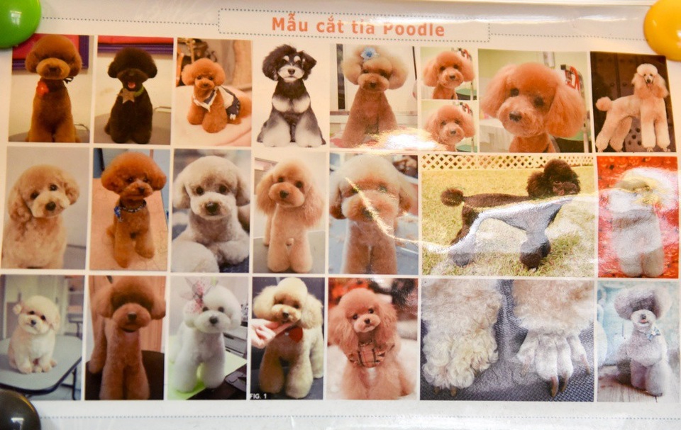 Bỏ tiền triệu cho cún cưng đi... spa “làm đẹp” đón Tết - 12 Các mẫu tỉa lông cho chó Poodle được ưa chuộng mùa Tết này.