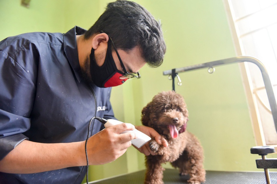 Bỏ tiền triệu cho cún cưng đi... spa “làm đẹp” đón Tết - 13 Ngoài việc nhuộm lông cho cún, nhiều khách còn cho cún cưng đến cắt, tỉa, vẽ móng. Giá thành cho dịch vụ sơn móng có thể dao động từ 100-700 nghìn đồng/bộ tuỳ độ phức tạp.