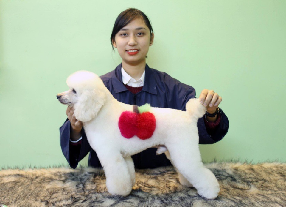Bỏ tiền triệu cho cún cưng đi... spa “làm đẹp” đón Tết - 3 Hai chú chó Poodle có bộ lông trắng sẽ được cắt tỉa lông, nhuộm màu với 2 ý tưởng khác nhau. Phú Mỹ quyết định tỉa lông hình trái táo...
