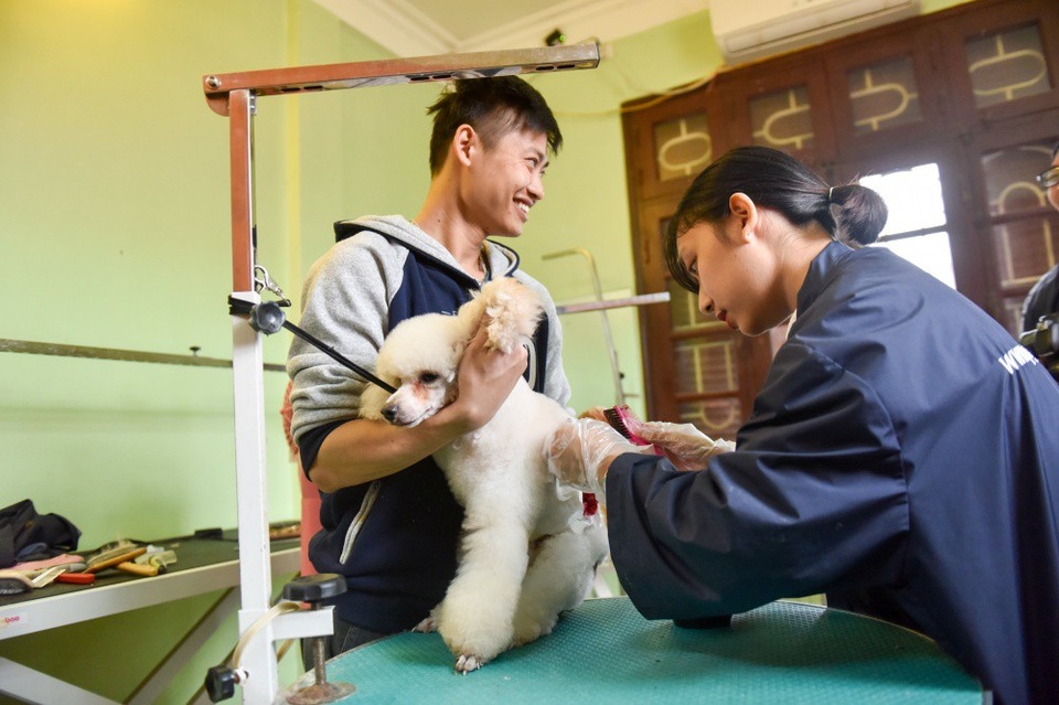 Bỏ tiền triệu cho cún cưng đi... spa “làm đẹp” đón Tết - 6 Học viên phải học ít nhất từ 50-60 ngày mới có thể thực hành được kĩ thuật nhuộm lông phức tạp và chi phí cho một khóa học như thế này dao động từ 16-20 triệu đồng/học viên.