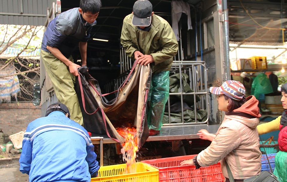 
Cá chép đỏ được nuôi tại một số tỉnh phía Bắc trước khi tụ về đây, như Hà Nội, Hải Dương, Nam Định, Phú Thọ… Trong số này, làng cá chép đỏ ở Thủy Trầm (xã Tuy Lộc, Cẩm Khê, Phú Thọ) là nổi tiếng nhất vì nuôi được nhiều giống cá đẹp.
