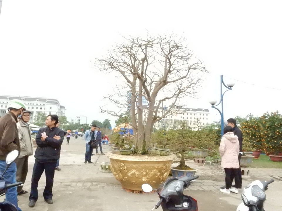 Cây mai hơn 100 tuổi giá 2 tỷ đồng, Tết thứ 3 xuống phố vẫn... ế - 2 Gốc mai thu hút nhiều người đến chiêm ngưỡng