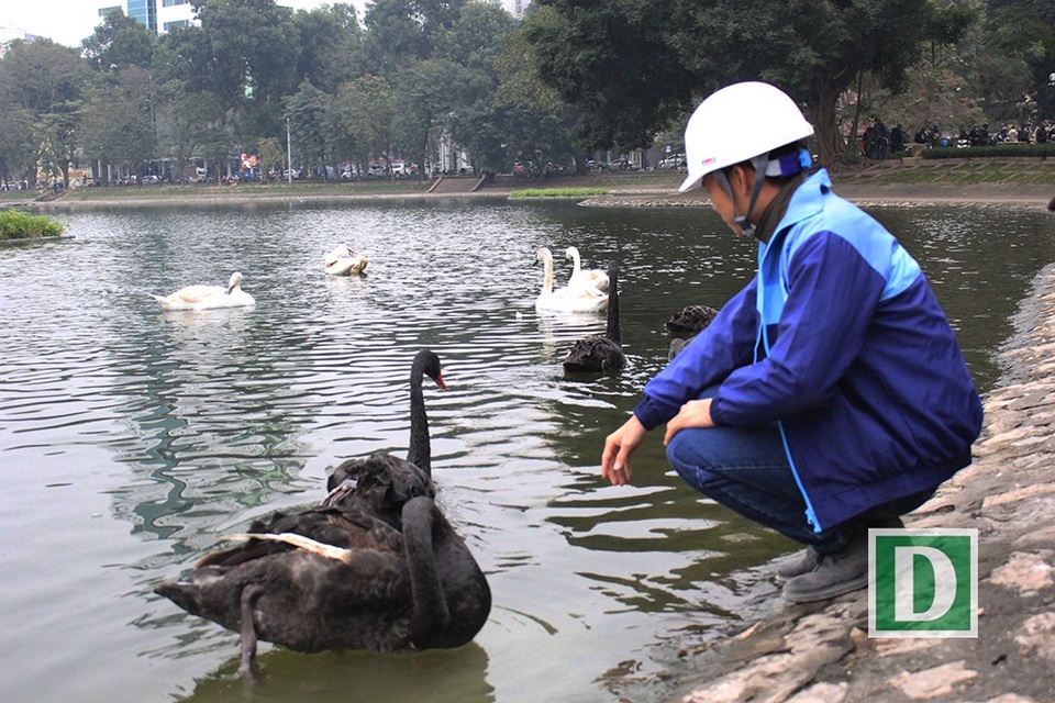 "Mất một con thiên nga chắc anh em chúng tôi cũng mất tết" - 3 Nhiều người hiếu kỳ còn chạm được cả vào những chú chim thiên nga (Ảnh: Trần Thanh).