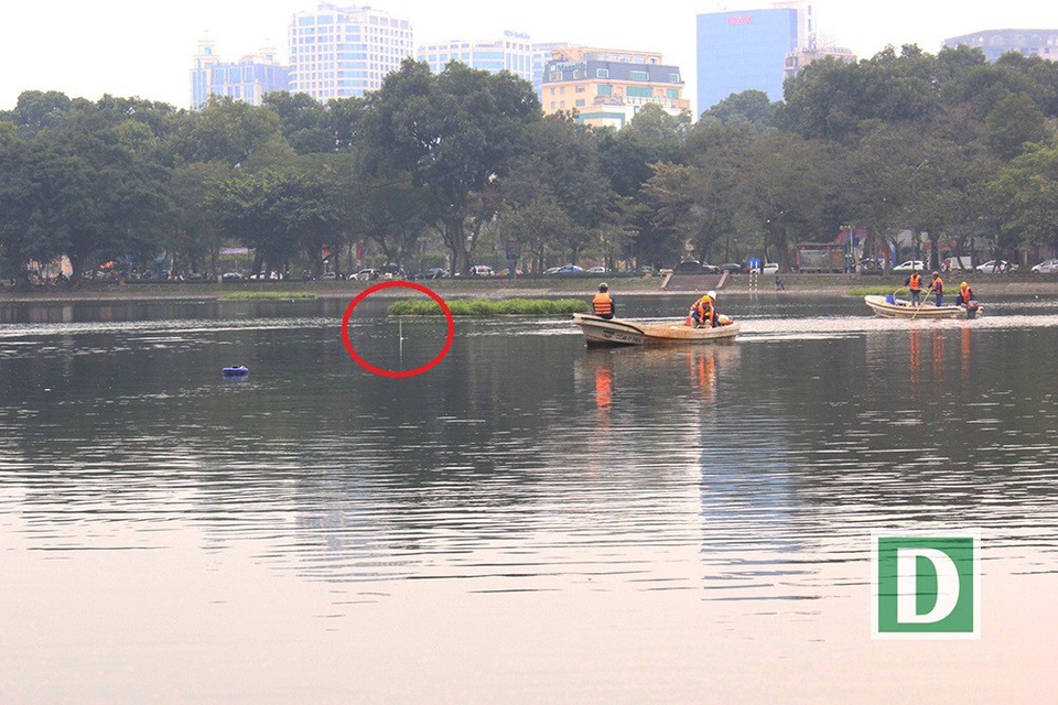 "Mất một con thiên nga chắc anh em chúng tôi cũng mất tết" - 11 Khu vực được công nhân đóng cọc quây nhốt đàn chim thiên nga (Ảnh: Trần Thanh).