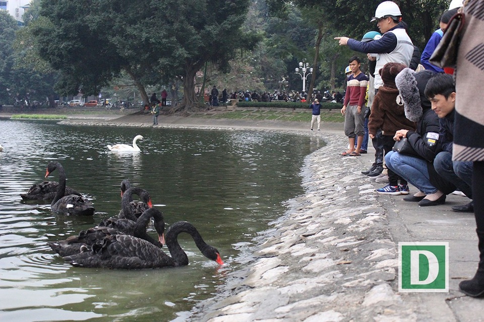 "Mất một con thiên nga chắc anh em chúng tôi cũng mất tết" - 2 Những chú chim thiên nga tỏ ra khá bạo dạn ở môi trường sống mới, ăn cả những thức ăn mà người dân ném xuống (Ảnh: Trần Thanh).