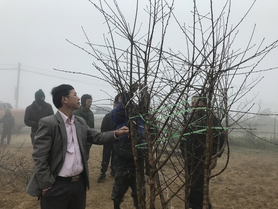 Đào Lào ồ ạt qua cửa khẩu về Việt Nam - 2 Người dân đi xem đào