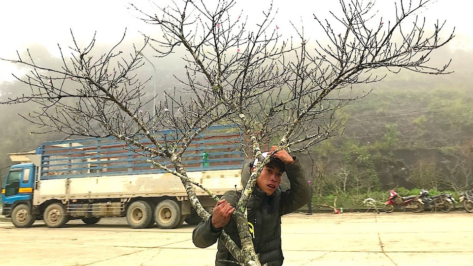 Đào Lào ồ ạt qua cửa khẩu về Việt Nam - 3 Một người dân đưa đào đến chợ đào tại Cửa khẩu quốc tế Nậm Cắn.