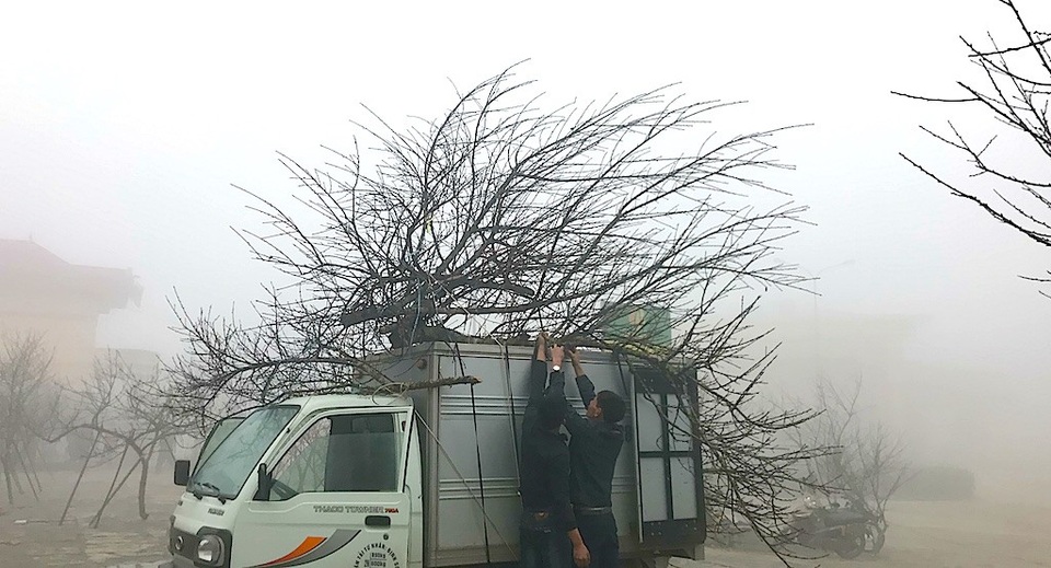 Đào Lào ồ ạt qua cửa khẩu về Việt Nam - 8 Những cành đào được đưa lên xe để chở về xuôi.