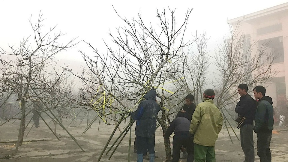 Đào Lào ồ ạt qua cửa khẩu về Việt Nam - 9 Người dân biên giới Kỳ Sơn tại cửa khẩu xem đào đưa từ Lào về.