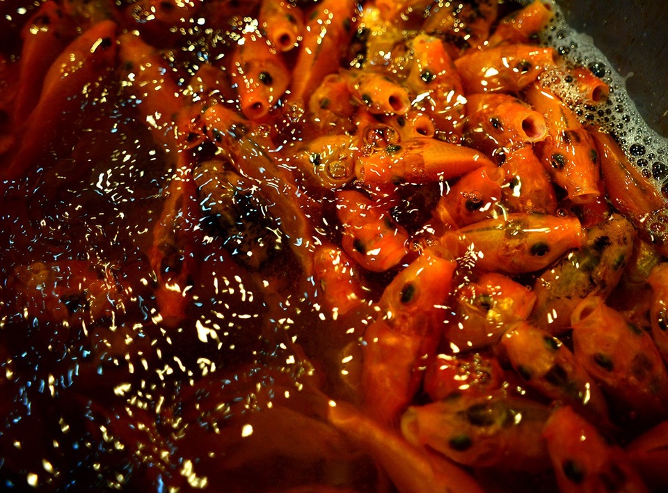 Cá chép được nhập về từ Đồng Nai.