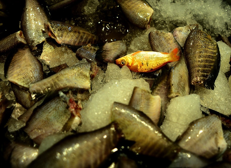 Việc phóng sinh cá chép sau khi làm lễ cúng ông Công ông Táo là nét đẹp văn hóa, có giá trị nhân văn từ hàng trăm năm nay.