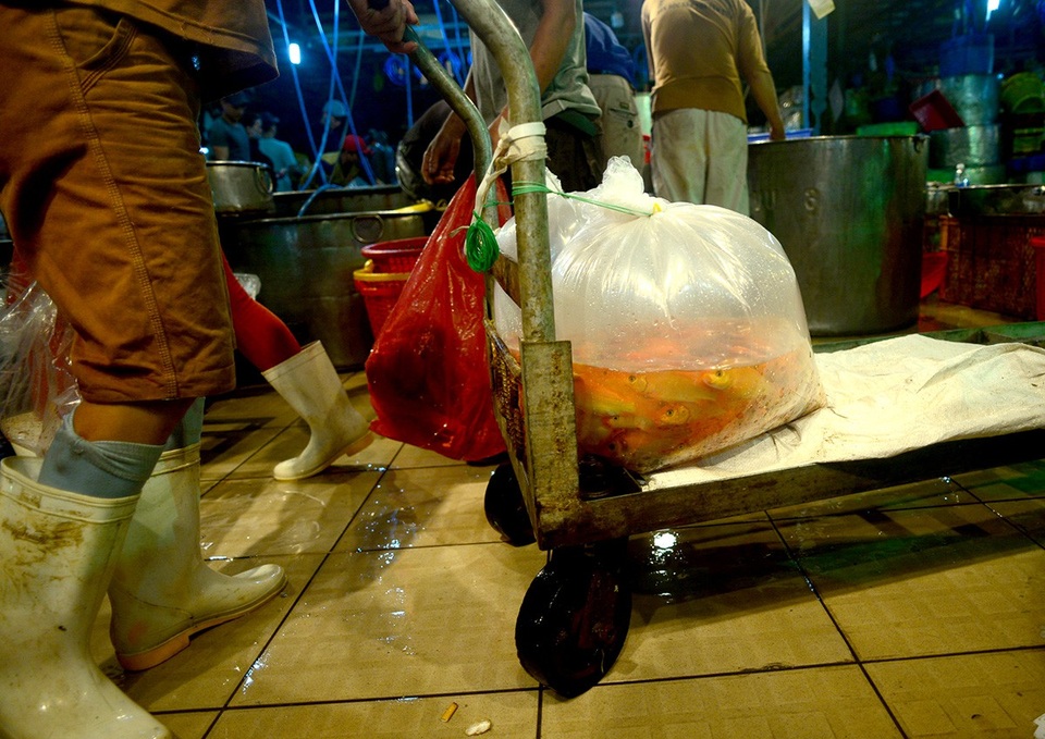 Năm nay, giá cá chép không tăng so với các năm.