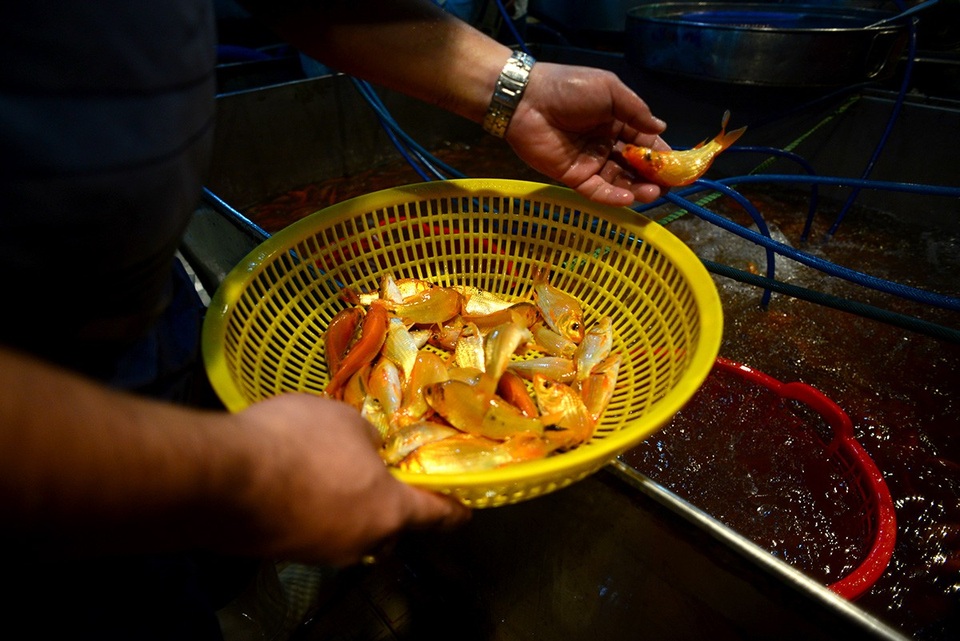 Chủ sạp sẽ cho người lựa cá yếu hoặc đã chết ra, để cá khỏe lại trong thùng cho tiểu thương lựa chọn.