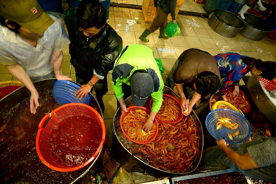 Những con cá chép khỏe mạnh thì được bán với giá 5.000 đồng/con.