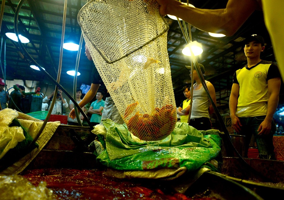 Cá chép lấy từ chợ đầu mối về được các tiểu thương bán lại khoảng 10.000 đồng/3 con.