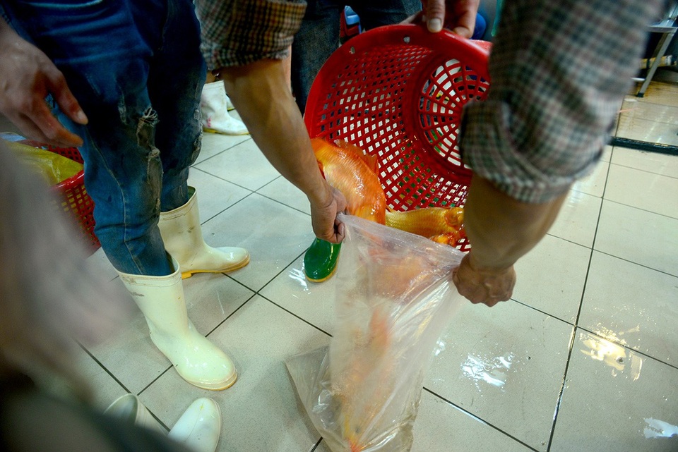 Chợ bán 2 loại cá chép nhỏ và lớn. Cá chép nhỏ chỉ bằng nắm tay được bán với giá 180.000 đồng/kg.