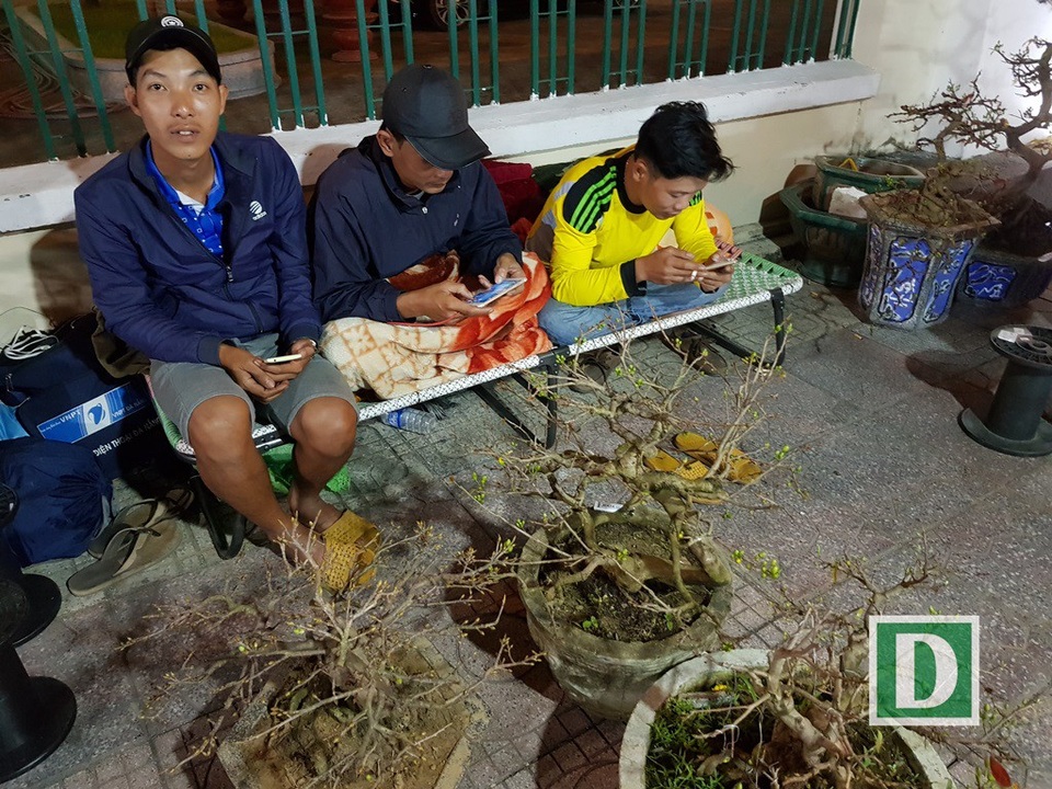 Người bán mai An Nhơn thức “trắng đêm” chờ khách ở Nha Trang - 1 Năm nay, nhiều thương lái từ An Nhơn (Bình Định) đến Nha Trang bán mai Tết