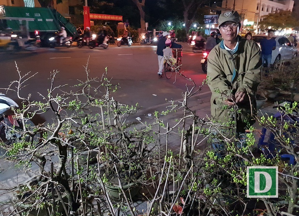 Người bán mai An Nhơn thức “trắng đêm” chờ khách ở Nha Trang - 2 Theo những người bán mai, sức mua hoa mai tại Nha Trang những ngày qua chưa nhiều và mang tâm lý chờ đợi giáp Tết sẽ hạ giá