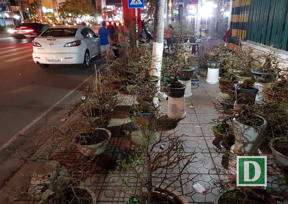 Người bán mai An Nhơn thức “trắng đêm” chờ khách ở Nha Trang - 3 Người bán mai An Nhơn thức “trắng đêm” chờ khách ở Nha Trang - 3