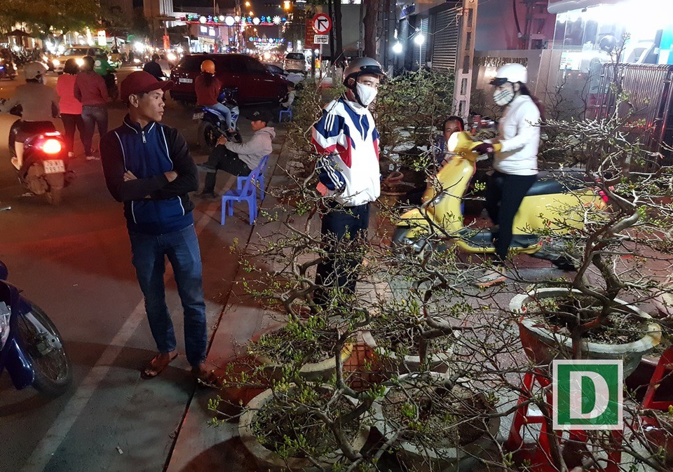 Người bán mai An Nhơn thức “trắng đêm” chờ khách ở Nha Trang - 4 Theo các thương lái, những ngày qua đa phần người dân đến xem và hỏi giá