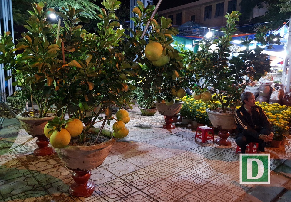 Người bán mai An Nhơn thức “trắng đêm” chờ khách ở Nha Trang - 8 Trong khi đó, cúc mâm xôi, bưởi... cũng chưa có nhiều người mua