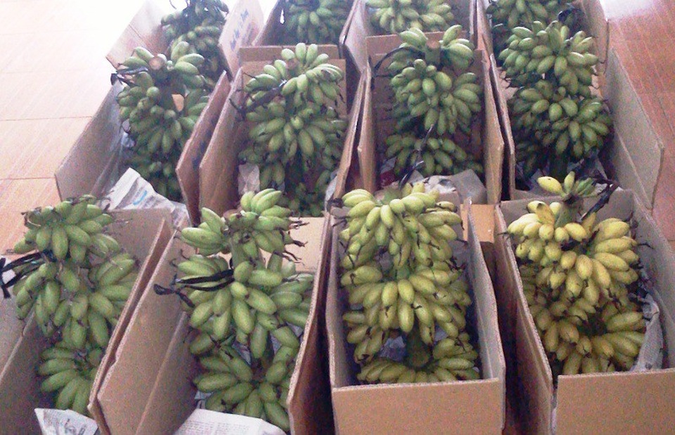 
Mặc dù giá chuối tăng phi mã trong những ngày cận Tết nhưng hàng vẫn không đủ bán.
