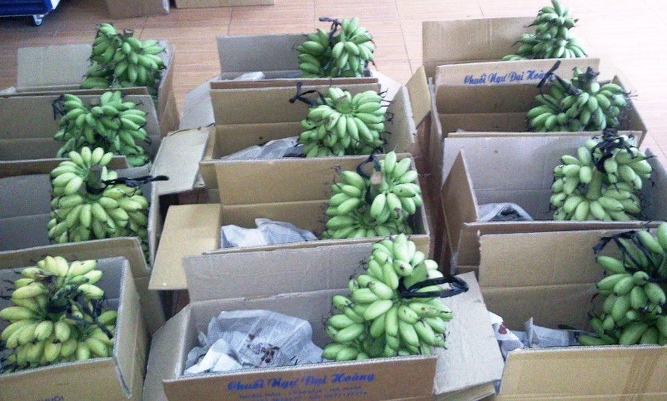 
Nhiều thương lái, cơ sở phân phối đã đặt hàng từ lúc chuối còn xanh.
