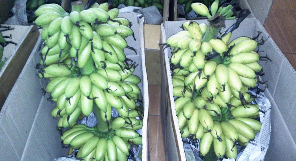 Quả chuối ngự tiến vua chỉ to bằng hai ngón tay chụm lại. Khi chín chuối có màu vàng cam và cuống luôn có màu xanh