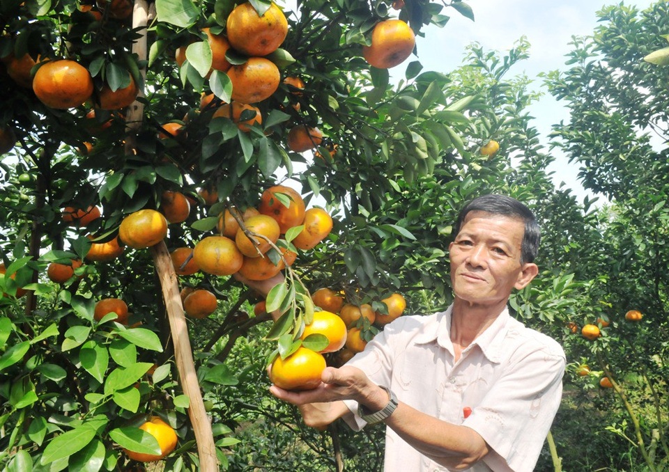 Cận Tết, quýt hồng Lai Vung tăng giá vùn vụt - 1 Ông Hai Kiệt cho biết, năm nay quýt trúng mùa, bán được giá cao nên bà con trồng quýt hồng ở Lai Vung rất phấn khởi