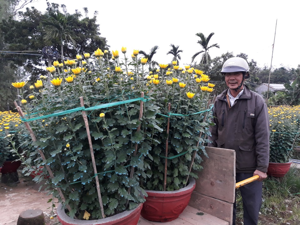 Thủ phủ hoa cúc vàng rực ngày giáp Tết - 7 Nhiều người dân địa phương đến tận vườn để chọn mua những chậu cúc đẹp nhất