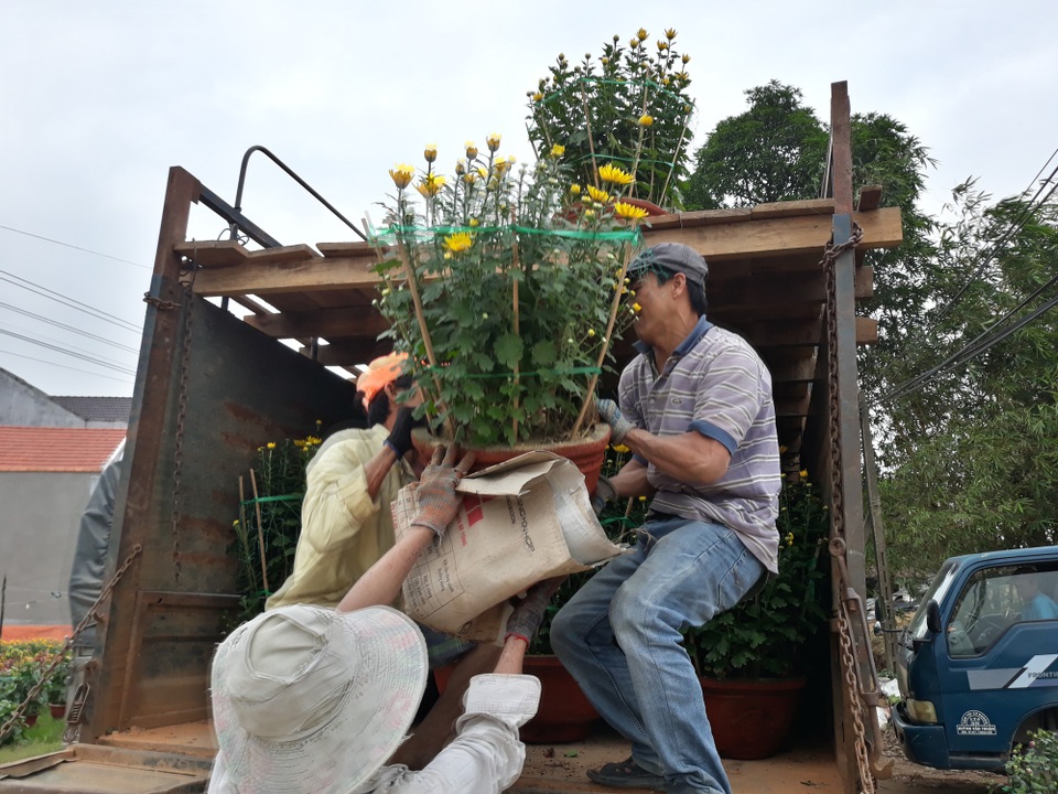 Thủ phủ hoa cúc vàng rực ngày giáp Tết - 9 Ngoài việc phục vụ nhu cầu chơi hoa cho người dân trong tỉnh, cúc pha lê Tư Nghĩa còn được thương lái đưa ra các thị trường ngoài tỉnh như TP. Tam Kỳ (tỉnh Quảng Nam), tỉnh Bình Định...