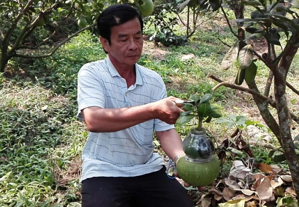 Bưởi hồ lô tiền triệu vẫn “cháy hàng” - 2 Mặc dù sáng nay ông Thành mới cắt bưởi nhưng trước đó đã được khách hàng đặt mua hết