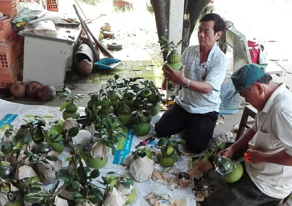 Bưởi hồ lô tiền triệu vẫn “cháy hàng” - 4 “Hiện tại tất cả bưởi hồ lô tạo hình đã bán hết, không đủ nguồn hàng cung ứng thị trường.