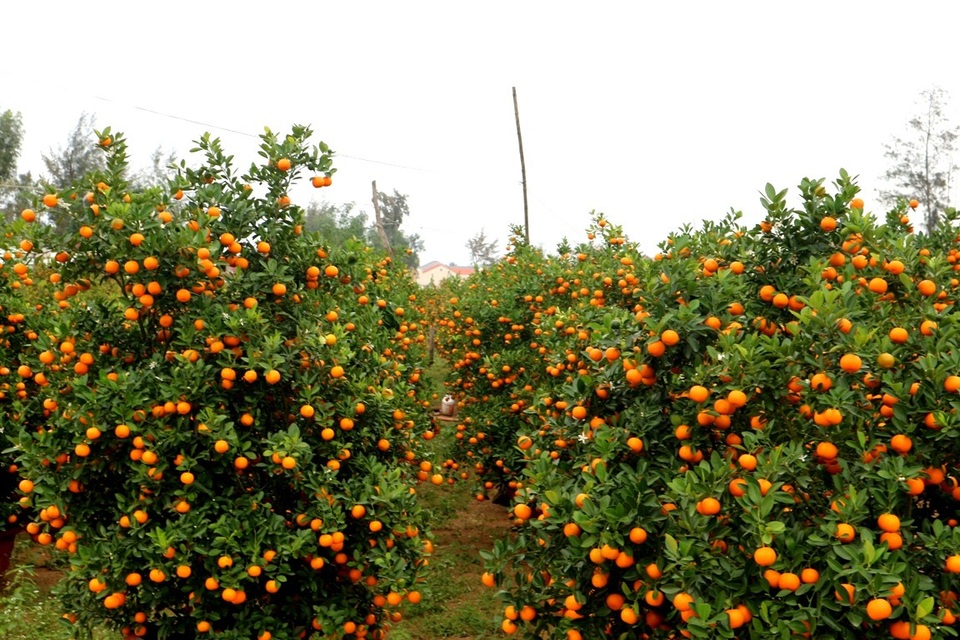 Những chậu quất cảnh đã chín vàng căng mọng, bung tỏa sắc xuân trên khắp “thủ phủ” quất Hội An
